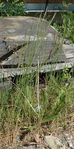 Festuca myuros \ Museschwanz-Federschwingel, Gewhnlicher Federschwingel / Rat's-Tail Fescue, D Lennestadt-Altenhundem 21.5.2018