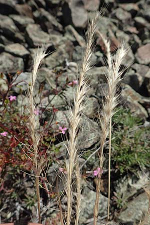 Festuca danthonii \ Bewimperter Federschwingel, Behaarter Federschwingel / Bearded Fescue, D Kehl 18.6.2019