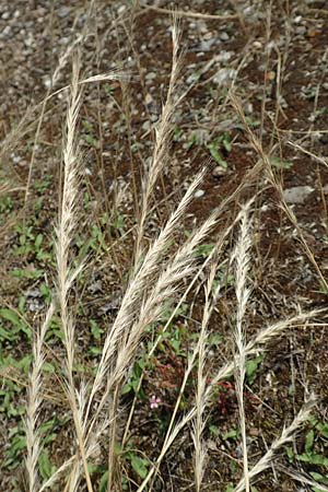 Festuca danthonii \ Bewimperter Federschwingel, Behaarter Federschwingel / Bearded Fescue, D Kehl 18.6.2019