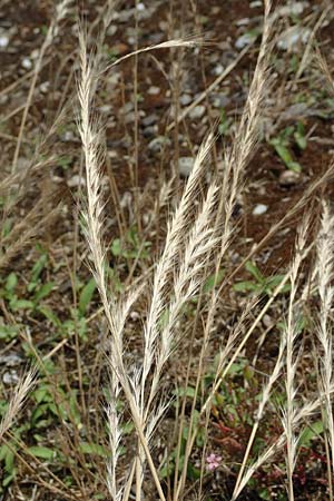 Festuca danthonii \ Bewimperter Federschwingel, Behaarter Federschwingel / Bearded Fescue, D Kehl 18.6.2019