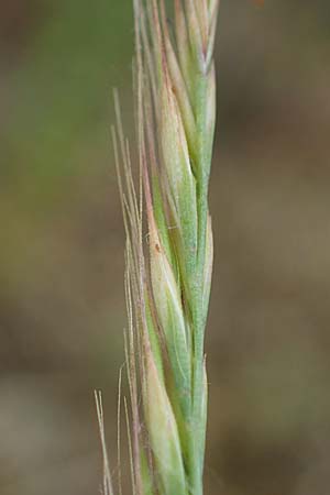 Festuca myuros \ Museschwanz-Federschwingel, Gewhnlicher Federschwingel / Rat's-Tail Fescue, D Hockenheim 8.6.2021