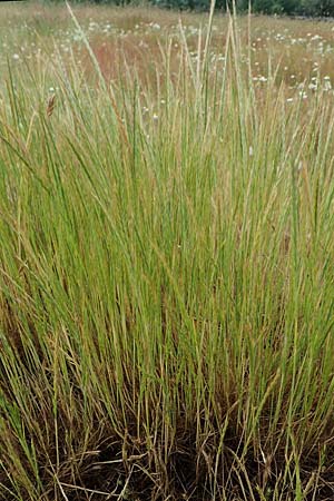 Festuca myuros \ Museschwanz-Federschwingel, Gewhnlicher Federschwingel / Rat's-Tail Fescue, D Hockenheim 8.6.2021