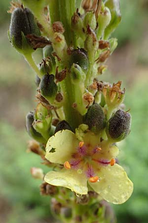 Verbascum nigrum \ Dunkle Knigskerze, Schwarze Knigskerze / Dark Mullein, D Bad Hersfeld 29.7.2019