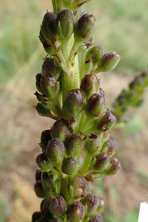 Verbascum nigrum \ Dunkle Knigskerze, Schwarze Knigskerze, D Bad Hersfeld 29.7.2019