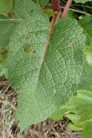 Verbascum nigrum \ Dunkle Knigskerze, Schwarze Knigskerze / Dark Mullein, D Bad Hersfeld 29.7.2019