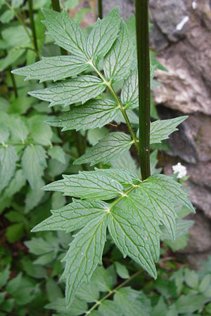 Valeriana excelsa \ Echter Kriech-Baldrian, Kriechender Arznei-Baldrian, D Odenwald, Reichelsheim 16.6.2015