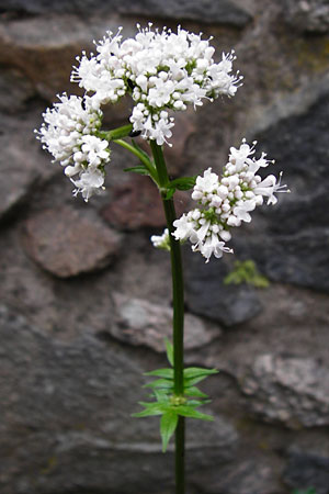 Valeriana excelsa \ Echter Kriech-Baldrian, Kriechender Arznei-Baldrian, D Odenwald, Reichelsheim 16.6.2015