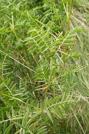 Vicia orobus \ Orber Wicke, Heide-Wicke / Wood Bitter-Vetch, Upright Vetch, D Lohr am Main 18.7.2015