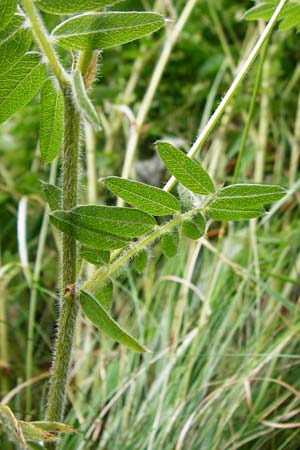 Vicia orobus \ Orber Wicke, Heide-Wicke / Wood Bitter-Vetch, Upright Vetch, D Lohr am Main 18.7.2015