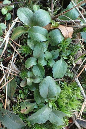 Veronica officinalis \ Echter Ehrenpreis, Wald-Ehrenpreis / Heath Speedwell, D Reilingen 27.2.2016