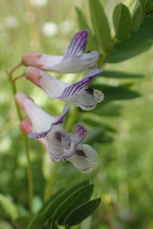 Vicia orobus \ Orber Wicke, Heide-Wicke / Wood Bitter-Vetch, Upright Vetch, D Rechtenbach 20.6.2016