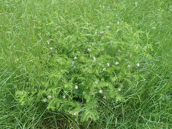 Vicia orobus \ Orber Wicke, Heide-Wicke / Wood Bitter-Vetch, Upright Vetch, D Lohr am Main 20.6.2016