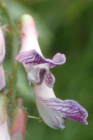 Vicia orobus \ Orber Wicke, Heide-Wicke, D Lohr am Main 20.6.2016