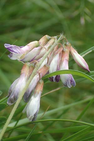 Vicia orobus \ Orber Wicke, Heide-Wicke, D Lohr am Main 20.6.2016