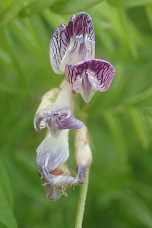 Vicia orobus \ Orber Wicke, Heide-Wicke, D Lohr am Main 20.6.2016