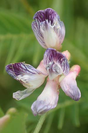 Vicia orobus \ Orber Wicke, Heide-Wicke, D Lohr am Main 20.6.2016