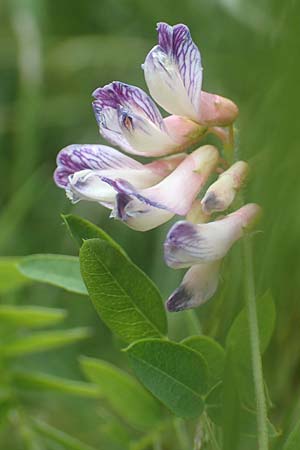 Vicia orobus \ Orber Wicke, Heide-Wicke / Wood Bitter-Vetch, Upright Vetch, D Lohr am Main 20.6.2016