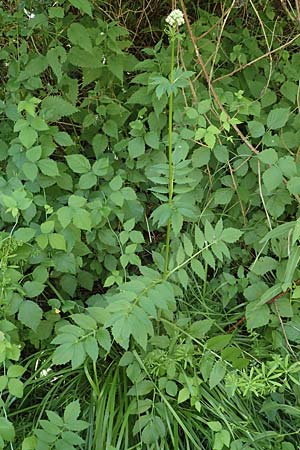 Valeriana excelsa \ Echter Kriech-Baldrian, Kriechender Arznei-Baldrian, D Laudenbach am Main 24.6.2017