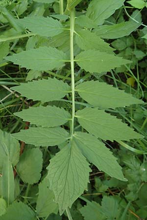 Valeriana excelsa \ Echter Kriech-Baldrian, Kriechender Arznei-Baldrian, D Laudenbach am Main 24.6.2017