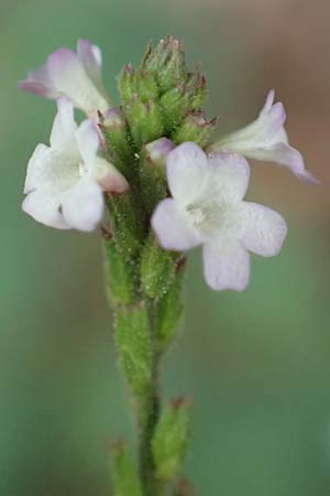 Verbena officinalis \ Gewhnliches Eisenkraut, D Karlsruhe-Grötzingen 20.8.2019