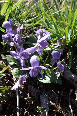 Viola hirta \ Rauhaariges Veilchen / Hairy Violet, D Ketsch 22.3.2020