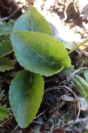 Viola hirta \ Rauhaariges Veilchen, D Ketsch 22.3.2020