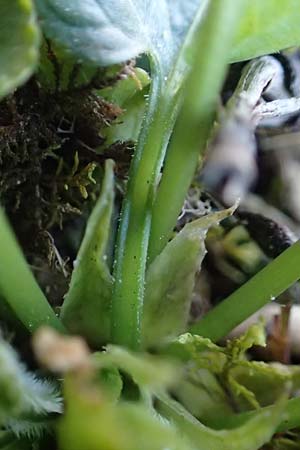 Viola hirta \ Rauhaariges Veilchen, D Ketsch 22.3.2020