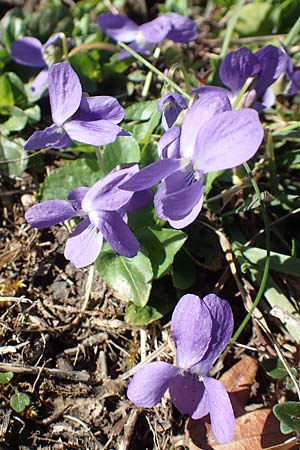 Viola hirta \ Rauhaariges Veilchen / Hairy Violet, D Ketsch 22.3.2020