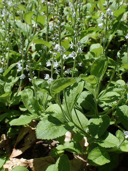 Veronica officinalis \ Echter Ehrenpreis, Wald-Ehrenpreis, D Oberlaudenbach 31.5.2021