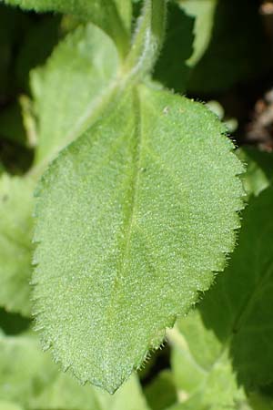 Veronica officinalis \ Echter Ehrenpreis, Wald-Ehrenpreis, D Oberlaudenbach 31.5.2021