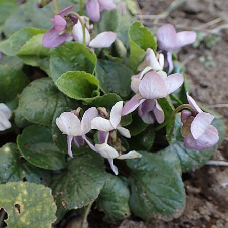 Viola odorata \ Wohlriechendes Veilchen, Mrz-Veilchen, D Erlenbach am Main 19.3.2022