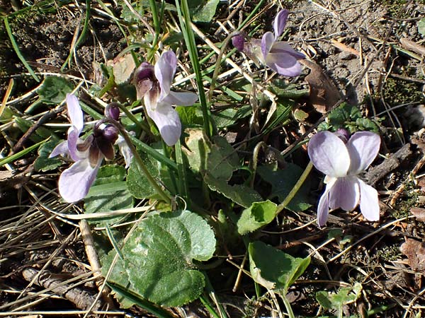 Viola odorata var. sulphurea \ Wohlriechendes Veilchen, Mrz-Veilchen / Sweet Violet, D Weinheim an der Bergstraße 21.3.2022