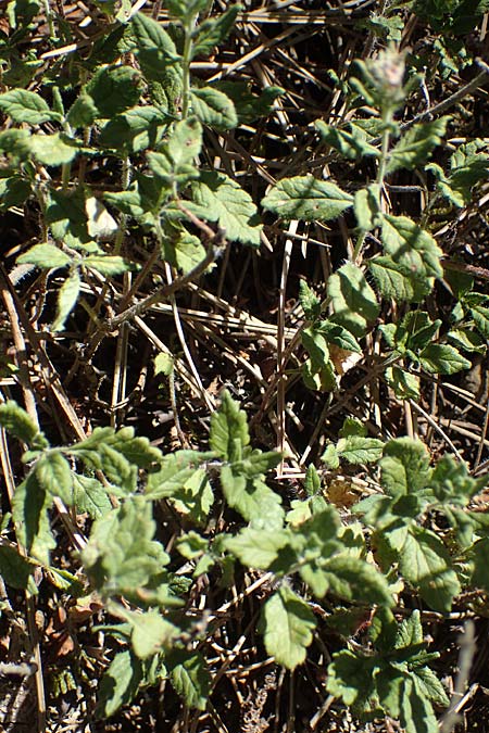 Veronica orsiniana \ Orsinis Ehrenpreis / Orsini's Speedwell, D Nittel 18.7.2022