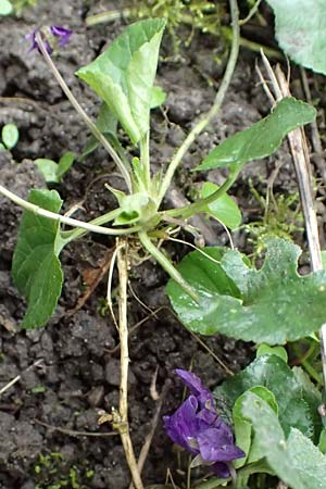 Viola odorata \ Wohlriechendes Veilchen, Mrz-Veilchen / Sweet Violet, D Mannheim 12.3.2024