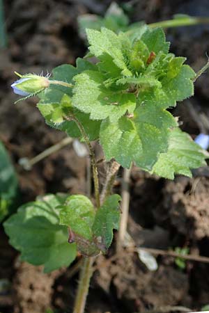 Veronica persica \ Persischer Ehrenpreis / Common Field Speedwell, D Obernburg am Main 28.4.2016