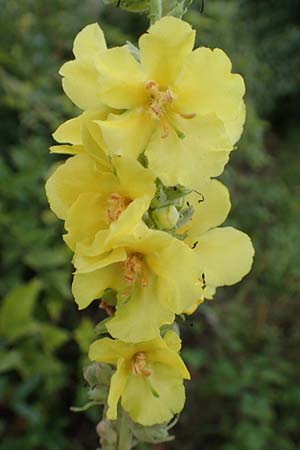 Verbascum phlomoides \ Windblumen-Knigskerze / Orange Mullein, D Bensheim 20.9.2016