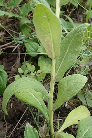 Verbascum phlomoides \ Windblumen-Knigskerze, D Bensheim 20.9.2016