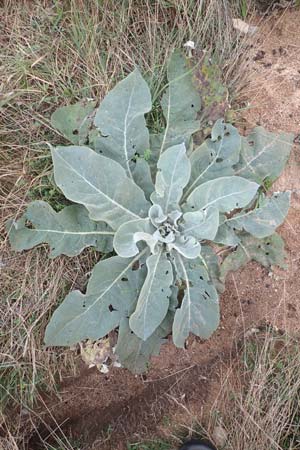 Verbascum pulverulentum / Hoary Mullein, D Babenhausen 2.10.2016