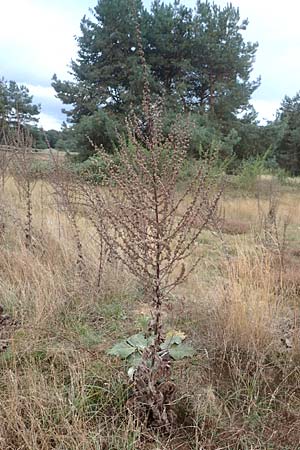 Verbascum pulverulentum \ Flockige Königskerze / Hoary Mullein, D Babenhausen 2.10.2016