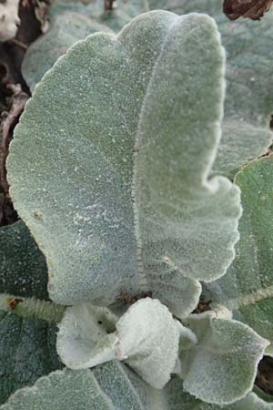 Verbascum pulverulentum \ Flockige Knigskerze, D Babenhausen 2.10.2016