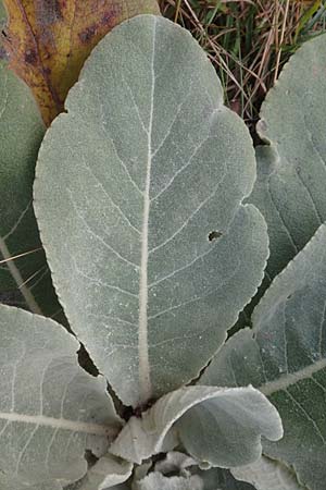 Verbascum pulverulentum \ Flockige Knigskerze / Hoary Mullein, D Babenhausen 2.10.2016