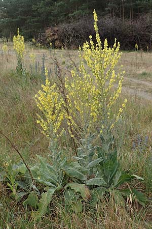 Verbascum pulverulentum \ Flockige Knigskerze, D Babenhausen 24.6.2017