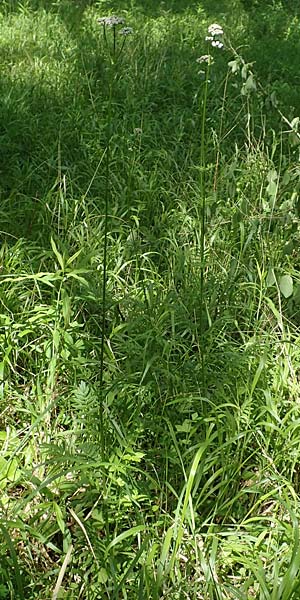 Valeriana pratensis subsp. pratensis \ Wiesen-Arznei-Baldrian / Meadow Valerian, D Heidelberg 19.5.2018