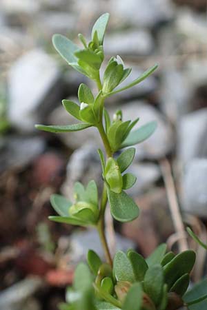 Veronica peregrina \ Fremder Ehrenpreis / American Speedwell, D Hattingen 23.8.2018