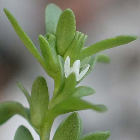 Veronica peregrina \ Fremder Ehrenpreis / American Speedwell, D Hattingen 23.8.2018