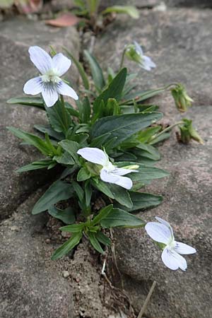 Viola pumila \ Niedriges Veilchen, D Ketsch 14.5.2019