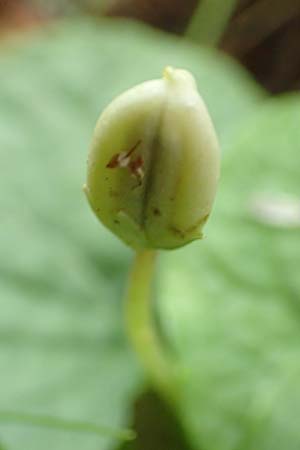 Viola palustris \ Sumpf-Veilchen, D Heiliges Meer (Kreis Steinfurt) 10.9.2020