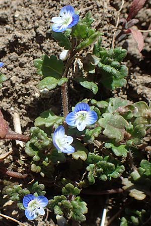 Veronica polita \ Glnzender Ehrenpreis / Grey Field-Speedwell, D Neuleiningen 22.4.2021