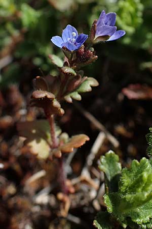 Veronica praecox \ Frher Ehrenpreis / Breckland Speedwell, D Herxheim am Berg 11.4.2022