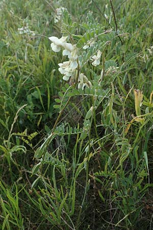 Vicia pannonica subsp. pannonica \ Ungarische Wicke / Hungarian Vetch, D Thüringen, Kölleda 9.6.2022